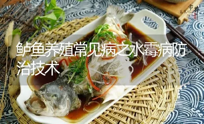 鲈鱼养殖常见病之水霉病防治技术 | 淡水养殖