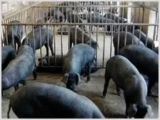 黑猪养殖的发情鉴定和配种 | 动物养殖资料
