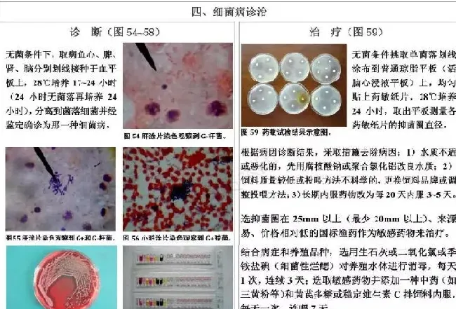 淡水养殖鱼类诊治挂图（养殖界最值得收藏的内容）