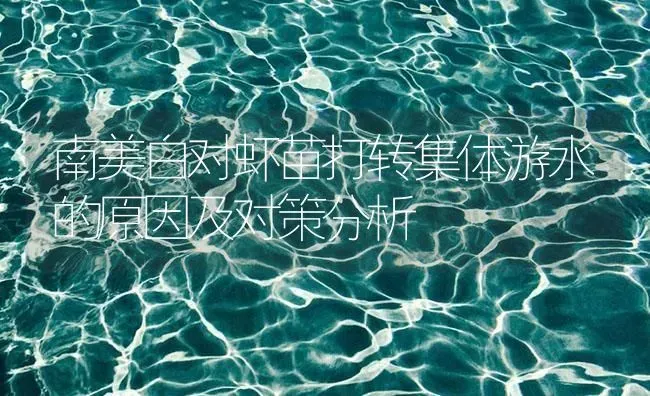 南美白对虾苗打转集体游水的原因及对策分析 | 海水养殖
