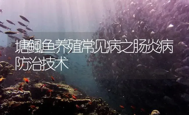 塘鲺鱼养殖常见病之肠炎病防治技术 | 养殖病虫害防治
