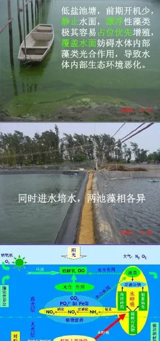 杜国平关于南美白对虾塘水质管理的课件分享