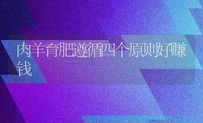 肉羊育肥遵循四个原则好赚钱 | 家畜养殖