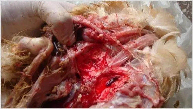肉鸡大肠杆菌病发病病因及临床症状防治措施 | 养殖知识