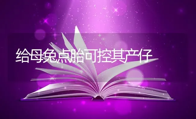 给母兔点胎可控其产仔 | 家畜养殖