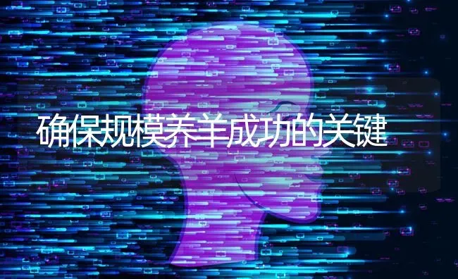 确保规模养羊成功的关键 | 家畜养殖