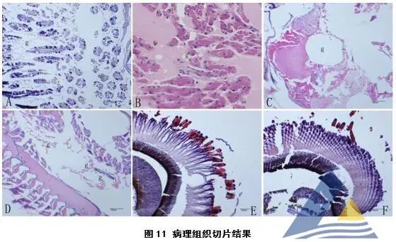 [每周一例]溶氧剧烈变化引起对虾气泡病