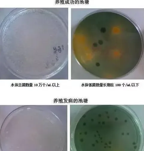 南美白对虾养殖过程中关于弧菌的几点想法