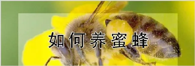 如何养蜜蜂 | 动物养殖知识