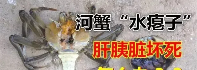 河蟹肝胰脏坏死“水瘪子”怎么办？？