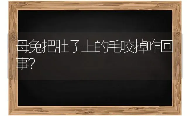 母兔把肚子上的毛咬掉咋回事？ | 家畜养殖