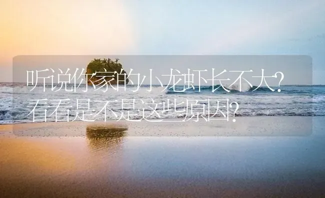 听说你家的小龙虾长不大？看看是不是这些原因？ | 海水养殖