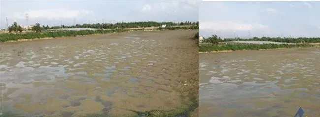 黄鳍鯛倒藻转茶黑及杀除空塘青苔案例