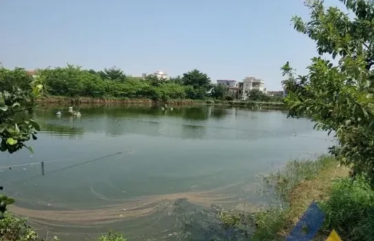 [每周一例]刮鱼缺氧，鳜鱼苗发生神经坏死病毒病