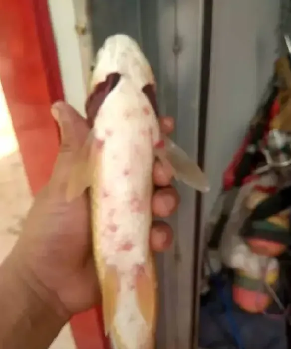 治疗鱼病要综合分析找出病因，才能有效减少误诊