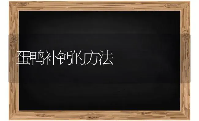 蛋鸭补钙的方法 | 家禽养殖