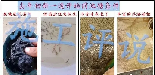 养对虾成功率低、不赚钱？到底是虾苗的问题还是虾塘有问题？