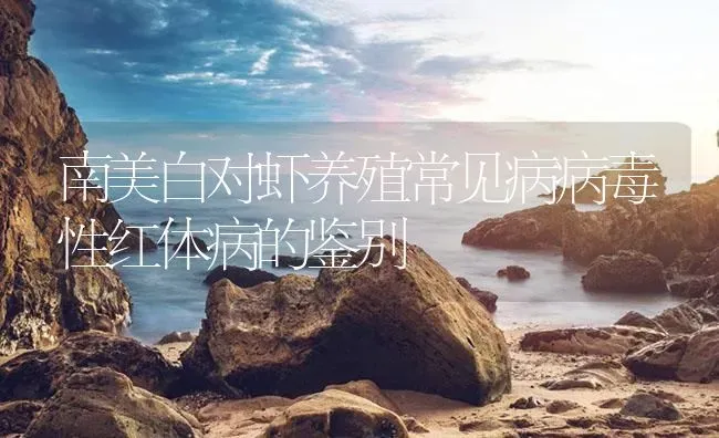 南美白对虾养殖常见病病毒性红体病的鉴别 | 海水养殖