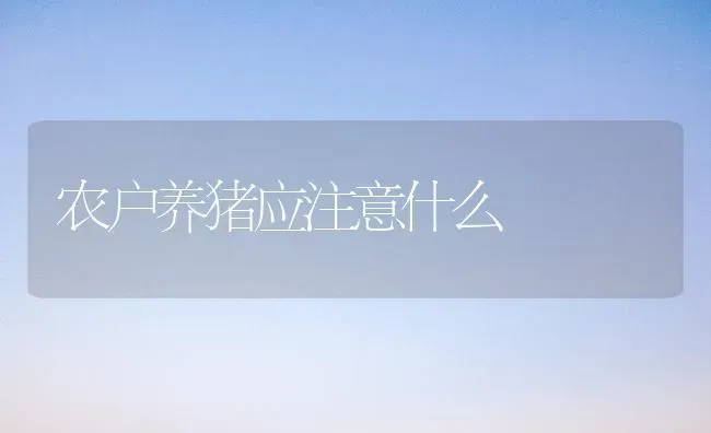 农户养猪应注意什么 | 家畜养殖