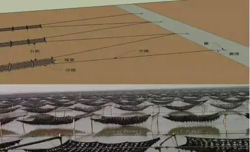 条斑紫菜“苏通2号”健康养殖技术