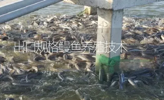 出口规格鳗鱼养殖技术 | 淡水养殖