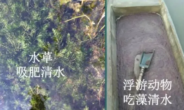 杜国平关于南美白对虾塘水质管理的课件分享
