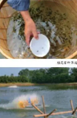 桂花鱼鱼苗土池“标粗”关键技术