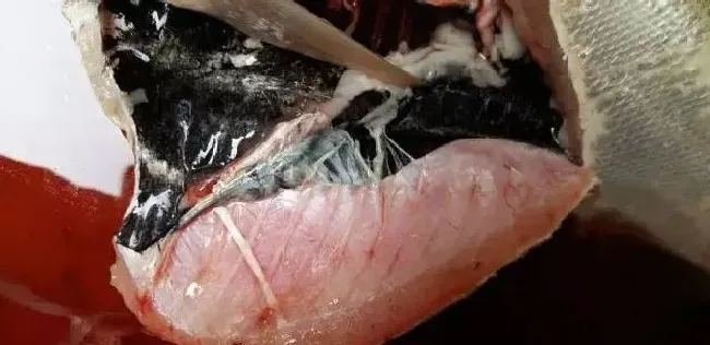 治疗鱼病要综合分析找出病因，才能有效减少误诊