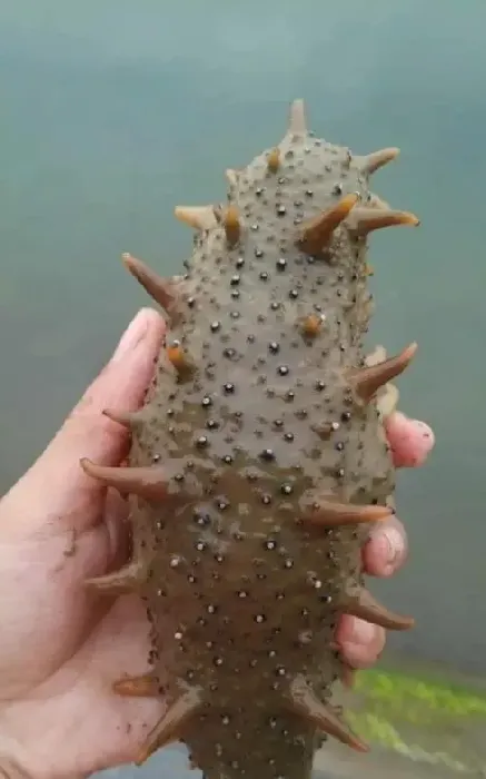 老参圈也能长出大规格海参的秘密