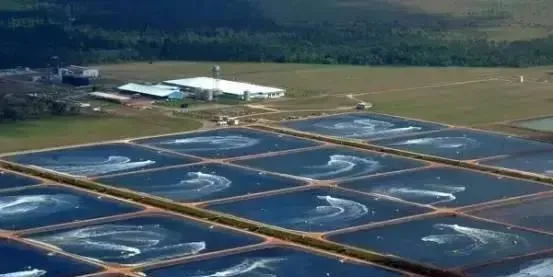 池塘水中的溶解氧作用及增氧方法