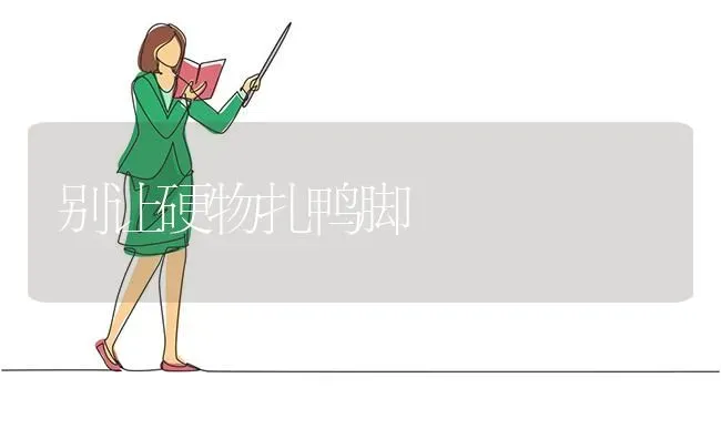 别让硬物扎鸭脚 | 家禽养殖