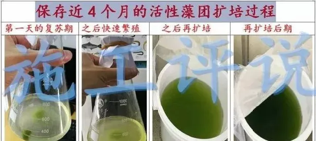 微藻净化水质的效果如何才能最大化？这三个条件少不了！