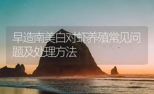 早造南美白对虾养殖常见问题及处理方法 | 海水养殖