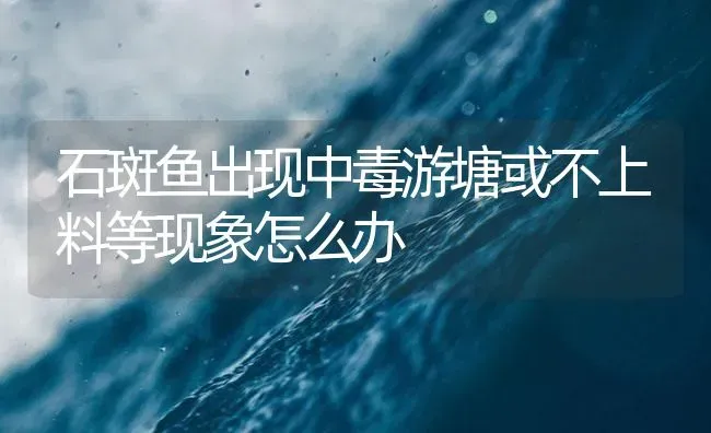 石斑鱼出现中毒游塘或不上料等现象怎么办 | 海水养殖