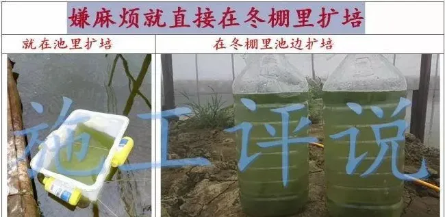 微藻净化水质的效果如何才能最大化？这三个条件少不了！