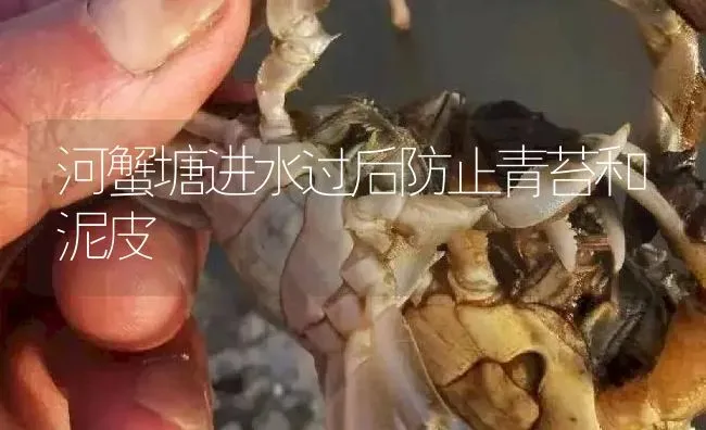 河蟹塘进水过后防止青苔和泥皮 | 淡水养殖