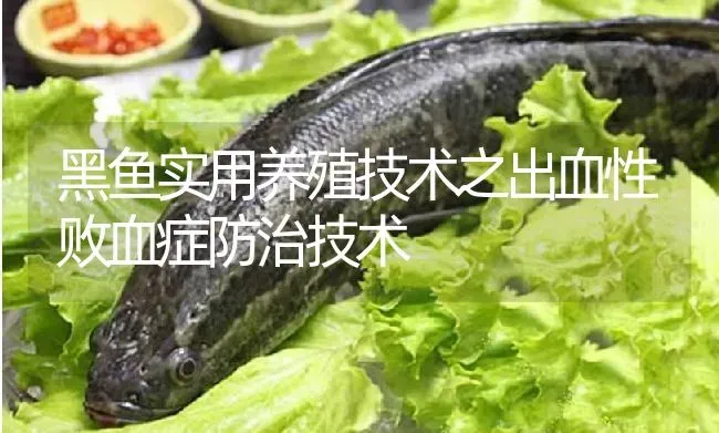 黑鱼实用养殖技术之出血性败血症防治技术 | 淡水养殖
