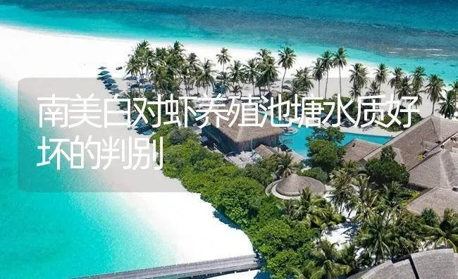 南美白对虾养殖池塘水质好坏的判别 | 海水养殖