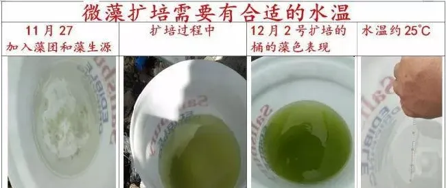 微藻净化水质的效果如何才能最大化？这三个条件少不了！