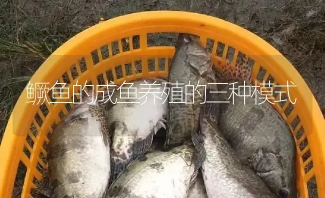 鳜鱼的成鱼养殖的三种模式 | 淡水养殖