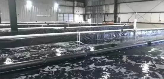 池塘水中的溶解氧作用及增氧方法