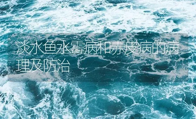 淡水鱼水霉病和赤皮病的病理及防治 | 养殖病虫害防治