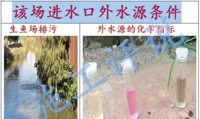 养对虾成功率低、不赚钱？到底是虾苗的问题还是虾塘有问题？