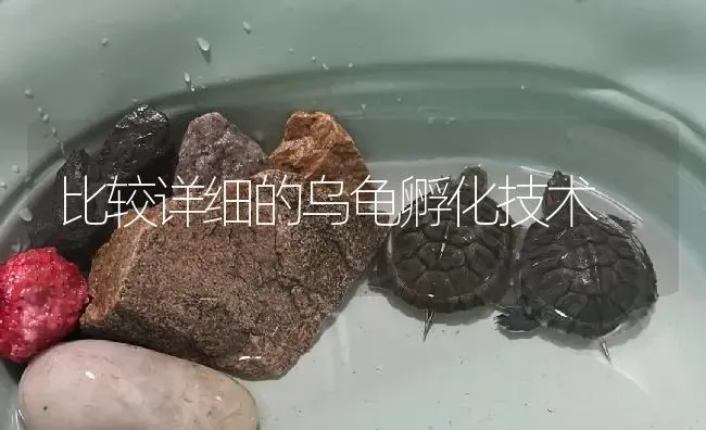 比较详细的乌龟孵化技术 | 淡水养殖