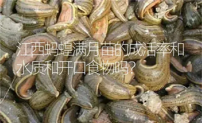 江西蚂蝗满月苗的成活率和水质和开口食物吗？ | 特种养殖