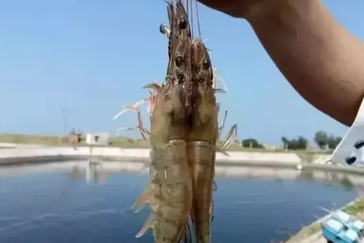 对虾红体病的治疗方法讲解 | 养殖饲料