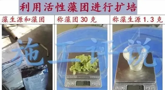 微藻净化水质的效果如何才能最大化？这三个条件少不了！