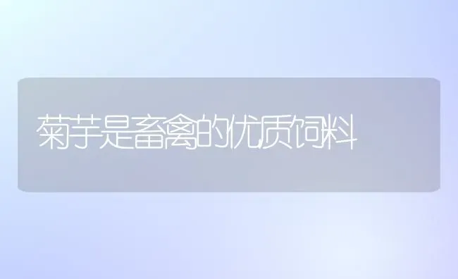 菊芋是畜禽的优质饲料 | 动物养殖饲料
