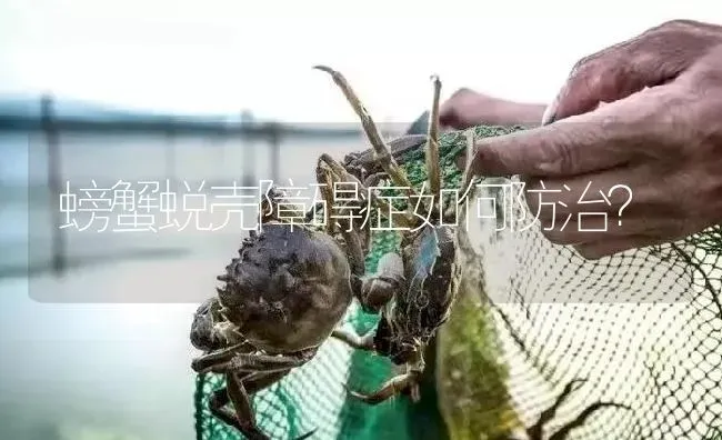 螃蟹蜕壳障碍症如何防治？ | 淡水养殖