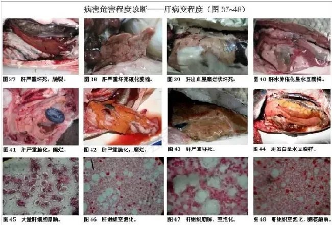 淡水养殖鱼类诊治挂图（养殖界最值得收藏的内容）